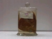 藏品(帆鰭魚)的圖片